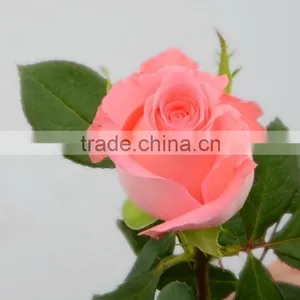 Colorful Diana Fresh Roses Decoration thumbnail-2