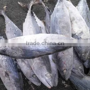 Whole Round 1000g up Frozen Belted Bonito Sarda Orientalis Tuna Fish thumbnail-5