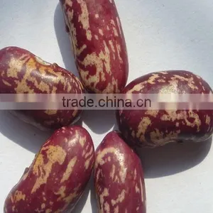 Kidney Bean thumbnail-1
