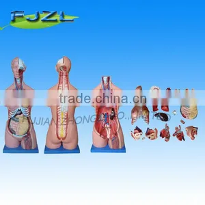 85CM Tri-sex Human Torso Model With 21 Partsts thumbnail-1