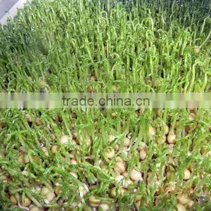 2016 Hydroponic Farm Fodder Growing System for Poultry/Livestock thumbnail-3