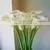 2016 Lastest Arriving Cut White Calla Lily Flower for Selling thumbnail-1