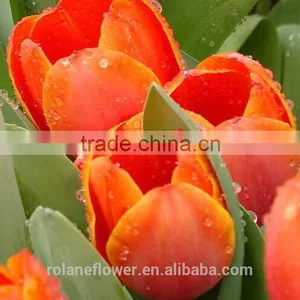 2016 Hot Sale Fresh Cut Colorful Tulip Flower From Yunnan thumbnail-2