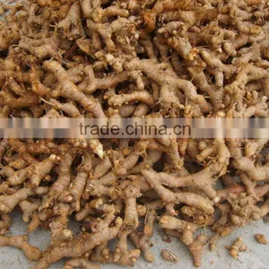 Galangal Root Export to Sudan thumbnail-1