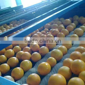 Fresh Navel Orange thumbnail-1