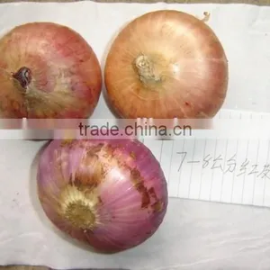 2015 Fresh Onion Specification in Cheaper Price From Shandong thumbnail-2
