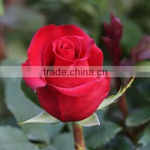 High Quality Fresh Cut Flowers/ Red Roses For Wedding thumbnail-2