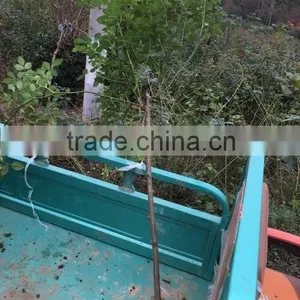 Easy Survival Rose Seedling thumbnail-3
