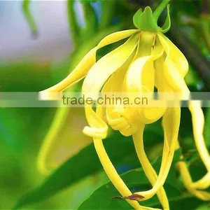 CANANGA JAVA OIL thumbnail-5