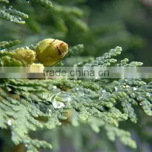 NATURAL & PURE CEDAR LEAF OIL thumbnail-1