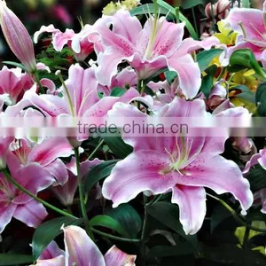 Decoration Lily Flower Fresh Cut Lily Flower Ornamental Flower thumbnail-2