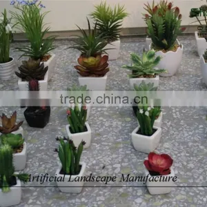 Mini Succulent Plants Potted Plants for Decoration thumbnail-1
