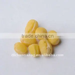 Organic Yellow Mung Bean thumbnail-1