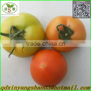 (HOT) Fresh Tomato Export From China thumbnail-3