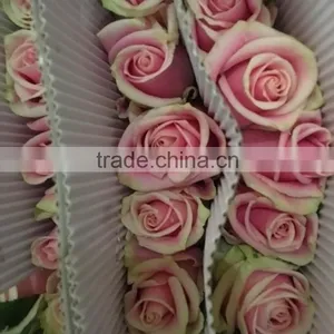 Top Quality Hot Selling Malia Roses Rose Plants and Jungle Roses thumbnail-2