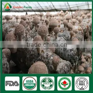China Supplier High Quality Organic Greenhouse Fresh and Dried Shiitake Mushroom thumbnail-5