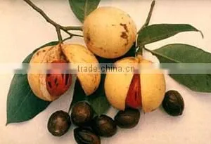 Myristica Fragrans, Nutmeg thumbnail-2