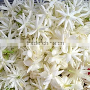 Jasmine Essential Oil 100% Natural |100% Pure Jasmine Oil | Ruh Chameli Oil thumbnail-4