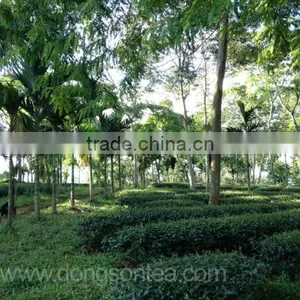 Vietnam Best Black Tea thumbnail-6