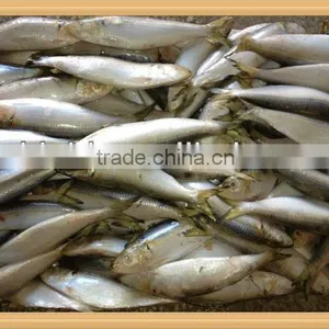 New Caught Whole Round Frozen Sardine 15-20pcs/kg for Cannery thumbnail-1