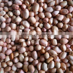 Groundnut thumbnail-1