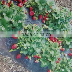 Agricultural PE Protective Plastic Mulch Film thumbnail-1