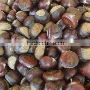 Wholesale Chestnut Price 2012 thumbnail-1
