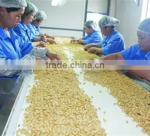 High Demand Export Products Wholesale Peanuts Raw Peanuts Price and Blanched Peanuts Kernel thumbnail-2