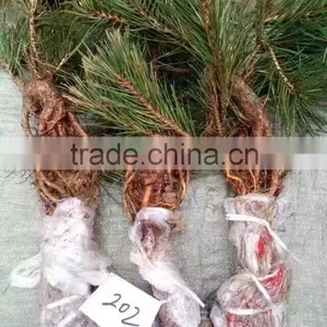 Pinus Thunbergii Parl. Black Pine Seedlings thumbnail-3