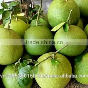 Frozen Pomelo thumbnail-1