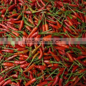 Fresh Red Chili thumbnail-1