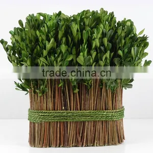 Preserved Boxwood Bundle thumbnail-1