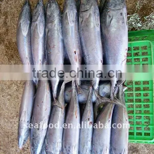Frozen Bonito W/R thumbnail-1