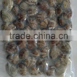 Frozen Vacuum Packed Cooked Short Necked Clam thumbnail-4