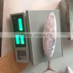 Bonito Tuna thumbnail-3