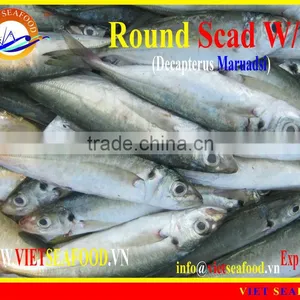 FROZEN ROUND SCAD WHOLE ROUND thumbnail-2