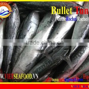 W/R FROZEN BULLET TUNA thumbnail-1