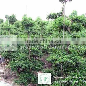 Carmona Microphylla Bonsai Trees thumbnail-1
