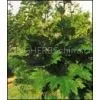 Rhubarb Ruibarbo Emodin thumbnail-1