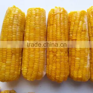 Fresh Yellow Sweet Corn From Vietnam thumbnail-2