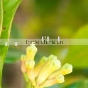 Bud Essential Clove Oil thumbnail-4