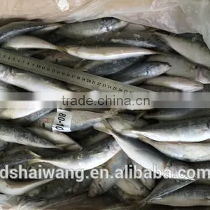 Frozen Horse Mackerel for Sale thumbnail-4