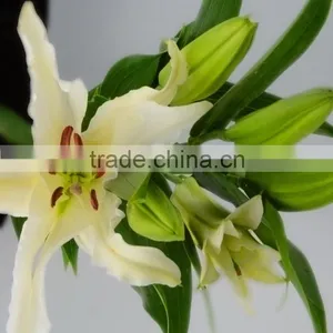 Fashionable Siberia Snow White Lily thumbnail-2