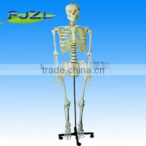 180cm Human Plastic Skeleton Model,mini Skeleton Model thumbnail-1