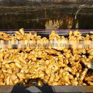 China Ginger Price thumbnail-1