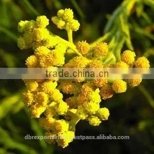 Helichrysum / Immoretelle Oil thumbnail-1