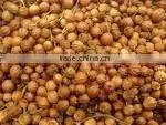 Coriander Seeds thumbnail-1