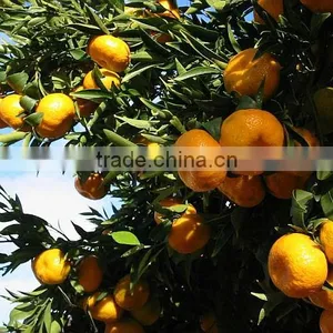 Turkish Mandarin Manufacturers Satsuma Mandarin Minneola Mandarin Nova Mandarin Fremont Mandarin Turkey thumbnail-1