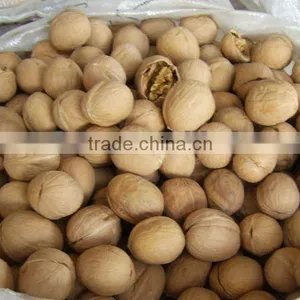 China Walnuts in Shell or Kernel From Xinjiang thumbnail-1