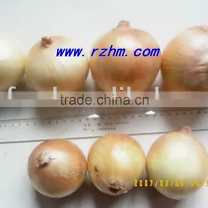 Sell Fresh Yellow Onion thumbnail-1